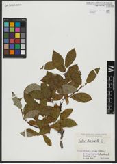 Foto von Salix hastata L.